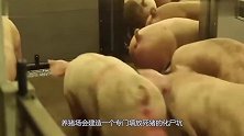猪瘟病死的猪都去哪了，真做成火腿肠了吗猪场老板道出真相