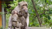 猴妈居然一个人吃独食，双胞胎猴仔口水都流出来了
