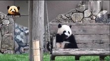 萌力无边的熊猫宝宝坐在秋千椅上，优哉游哉地吃着零食，可爱到炸