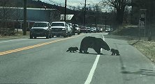 美国：真“熊孩子”！熊妈妈带娃过马路，四只幼崽调皮捣蛋不配合