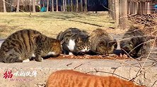 几日不见匆忙来喂猫，胖黑和黄老虎没来，只这些小猫咪还在这里！