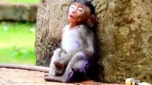 小猴仔太辛苦了，找猴妈找几天了，靠在石头上睡着了