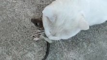 猫咪抓了一只大老鼠，老鼠不断的挣扎试图逃跑，猫咪就是不松口