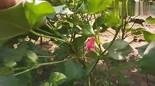 种棉花：不用整枝打叉，不修棉在河北邯郸