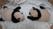 四川卧龙：“熊猫中心”今年添丁15胎24崽，其中9对双胞胎