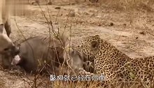 臭名昭著的鬣狗也有今天，鬣狗和花豹共享猎物，不料花豹使出这招