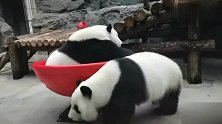 熊猫：晕车嘛不晕来晃晃