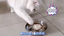 给猫咪一整块鸡肉它就无从下口？不存在的，吃货的智商永远在线。