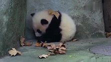 哗！好厉害的一股强风，把酣睡中的熊猫宝宝惊醒了！没事，继续睡