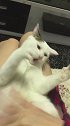 猫：烦死了，铲屎官你能不能消停会儿！