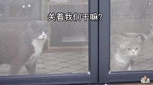猫咪路障挑战！短腿猫：你这是在刁难我！