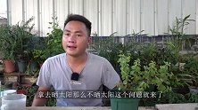 这个部位喷几次，夏季金枝玉叶不晒太阳也不徒长