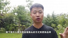 果树高接换头这一点你得知道！
