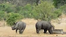 犀牛面对鬣狗群的攻击，顾头不顾腚，吃大亏了