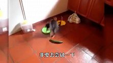 主人对猫咪竖起中指，猜猜猫咪会是什么反应呢？下一秒忍住别笑