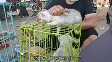 卖猫老板以次充好，普通狸猫非说是豹猫，稍不留神就会被忽悠啊！