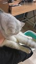 猫：铲屎的别抖了，我拉不出来粑粑呢！