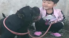 恶霸犬见到女儿竟这副德行，不是叫恶霸嘛，小眼神害怕啥