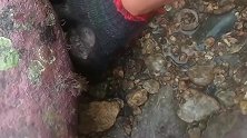 小伙赶海，石斑鱼最喜欢藏这种地方，小伙手伸进去一抓一个准