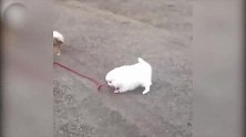 看着这大眼睛，眼泪汪汪的，就像受了委屈一样！