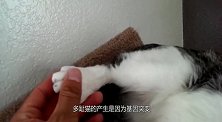 这种奇怪的猫有六个指头，爪子像手套，是得病了吗？