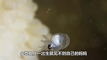 小章鱼从出生就见不到妈妈，一出生妈妈就自杀，母爱太伟大了