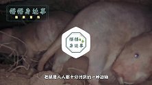 这个奇丑无比的动物，为什么能备受全人类宠爱，你知道原因吗