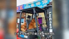 7岁金毛已是叉车“老司机”，能升降、打火熄火，狗主人：从小教