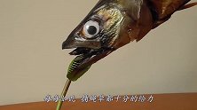 把小强放在捕蝇草上会怎样？小伙大胆一试，下一幕难以置信！