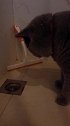 猫：别打扰我，我在这儿抓老鼠呢！