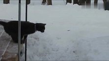 猫咪雪中抓老鼠，看准目标纵身一跳，老鼠根本来不急逃跑