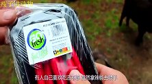 给公羊吃了一盒变态辣椒后，镜头拍下全过程！