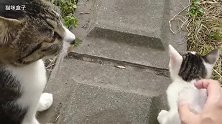 当着猫妈妈的面撸小野猫 你这经过人家猫妈妈的同意吗