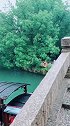 雨后的乌镇如出水芙蓉，河边的树木也越发精神，绿油油的