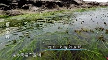 蔚蓝之境：鸟蛋被狗子吃掉，鸟儿回来后，找了半天都不肯走
