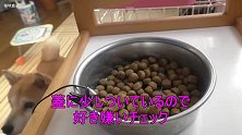 柴犬的纳豆鸡蛋大餐 狗狗你这口味也太重了