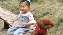 6岁的小侄女一来，泰迪就成了这幅狗样，下一幕，看完都不许笑！