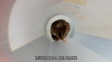 小仓鼠惊魂三日，差点被肥猫吃掉