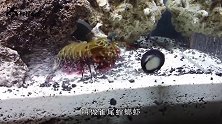 最“凶残”的大虾，螃蟹都不是对手，请务必用防弹玻璃鱼缸养殖！