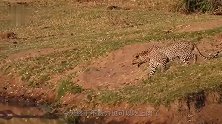 动物：鳄鱼用食物当诱饵引来花豹，镜头拍下全过程