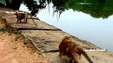 小猴子努力攀爬，想吃到食物，结果换来的是母猴的毒打！
