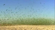 百万只鹦鹉腾空飞舞，仿佛龙卷风铺天盖地，真是叹服自然的神奇！