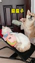 家庭地位一目了然~柴犬 萌宠