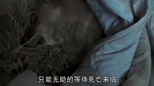 流浪狗在杂草里奄奄一息，关键时刻多亏了男子的奶瓶