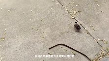狗狗和鸡在一起，将鸡飞狗跳这个成语的意思，完全解析出来了