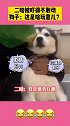 二哈吓得不敢动，狗子：这是啥玩意儿？