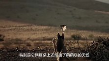 猫科中的两个小钢炮：狞猫与猞猁，我们不一样但又一样！