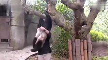 熊猫：当大熊猫黏起人来，奶妈都扛不住，要亲亲抱抱举高高！