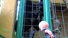 这几只小黑猴，仿佛像见到自己的孩子，亲昵的抚摸着它的头！