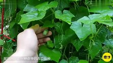 世界上最小的西瓜，仅有3厘米长，一手能抓十几个